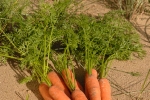 carotte-de-creance-1