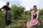 recolte roses pauline et sandy _01