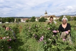 recolte roses sandy et pauline _01