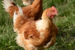 poulet  (4)