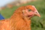poulet  (6)