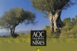 aoc-olive-de-nimes-1-web