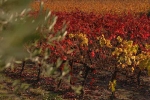 vigne-automne-1