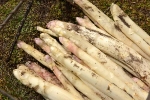 asperges-avant-lavage-2