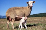 agneau-elovel-lozere