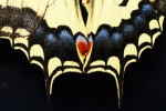 detail d'aile du papillon Grand Porte-Queue