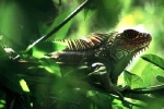 iguane