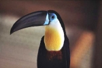 toucan