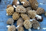 morilles4