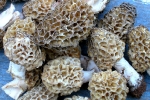 morilles5