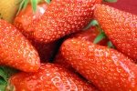 fraise-nature-1