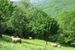 cevennes-6