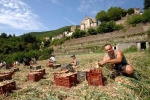 oignon-doux-st-andre-de-majencoules-9