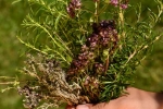 bouquet 4 herbes  (1)_01