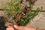 bouquet 4 herbes  (2)_01