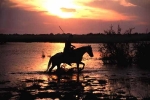 petite-camargue-etang-du-charnier