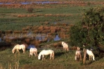 petite-camargue-tour-carbonniere-3