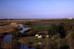 petite-camargue-tour-carbonniere