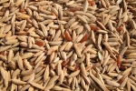 riz-camargue-23