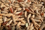 riz-camargue-24