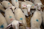 agneau-1