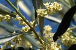 fleur-d-olivier