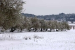 olivettes-enneigees-4