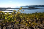 vignes-bages-11