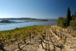 vignes-bages-13