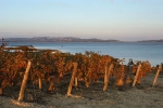 vignes-bages-8