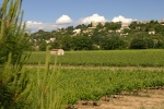 terroir-villevieille-2