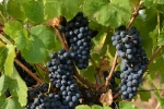 raisin-noir-2
