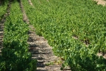 terroir-chateauneuf-de-gadagne-2