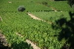 terroir-chateauneuf-de-gadagne