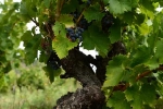 vieux-carignan-4