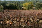 vigne-languedoc-2