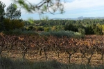 vigne-languedoc-3