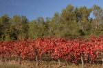 vigne-languedoc-4