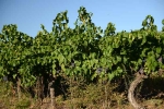 vigne-languedoc