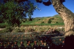 vins-de-banyuls-1-w